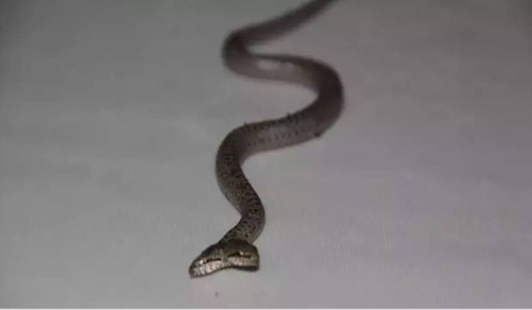 Yılanları mıknatıs gibi çeken 4 nokta belli oldu! Evinde olanlar dikkat - Resim: 35